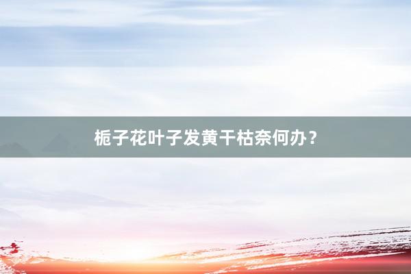 栀子花叶子发黄干枯奈何办？
